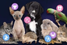 The Best Pet for You, Based on Your Zodiac | Readers Digest The Best Pet for You, Based on Your Zodiac