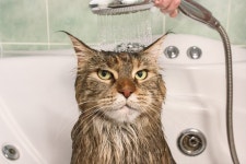 Do Cats Need Baths? | Readers Digest Do Cats Need Baths?
