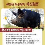상세보기 < 카드뉴스< 홍보콘텐츠 < 정책홍보 < 농촌진흥청 [카드뉴스]기해년(己亥年) 맞이 돼지 이야기 ②편 _ 우리 돼지 활약이 기대돼지 