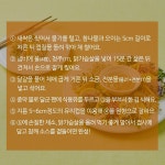 상세보기 < 카드뉴스< 홍보콘텐츠 < 정책홍보 < 농촌진흥청 [카드뉴스]봄 내음 솔솔~새싹채소