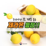 상세보기 < 카드뉴스< 홍보콘텐츠 < 정책홍보 < 농촌진흥청 [카드뉴스]우리나라 1호 레몬품종 제라몬 등장!