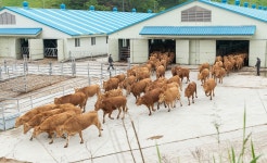 한우 초지 방목 < 사진으로보는사업< 사진마당 < 정책홍보 < 농촌진흥청 [사진으로보는사업]한우 초지 방목