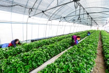 농촌소식행사 view- 농사로 농업기술포털 봄향기 가득담은 춘향골 곤달비