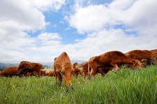 상세보기 < 사진으로보는사업< 사진마당 < 정책홍보 < 농촌진흥청 [사진으로보는사업]한우 방목행사