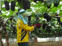 상세보기 < 농촌지방소식< 새소식 < 정책홍보 < 농촌진흥청 [농촌지방소식]시설재배한 포도가 먹음직스럽게 익어가요