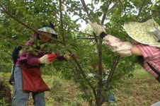 상세보기 < 농촌지방소식< 새소식 < 정책홍보 < 농촌진흥청 [농촌지방소식]하동, 매실수확 한창