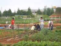 상세보기 < 농촌지방소식< 새소식 < 정책홍보 < 농촌진흥청 [농촌지방소식]주말가족농장 회원들, 현장교육으로 궁금증 해소