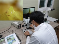 농촌소식행사 - 농사로 농업기술포털 계룡시, 딸기 화아분화 검경기술 지원