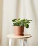 Bloomscape + Neon Prayer Plant