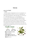 차의 기원 레포트 자료
