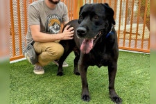 Animal Foundation says dog returned by adopters because he was ‘too boring’ | Local Las Vegas | Local Las Vegas shelter says... 