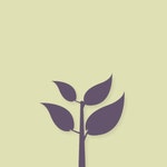 Babiana virginea/RHS Gardening Babiana virginea |  /RHS Gardening