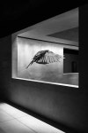 Parrot Photography | Saatchi Art South Korea
