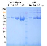 TurboLigation Kit | 연구용제품 > Bio마켓 | BRIC