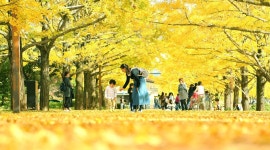深まる秋、黄金色の思い出 - 産経ニュース 深まる秋、黄金色の思い出