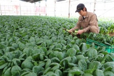 給食向け野菜・牛乳の生産者に打撃　新型コロナ（1/2ページ） - 産経ニュース 給食向け野菜・牛乳の生産者に打撃　新型コロナ