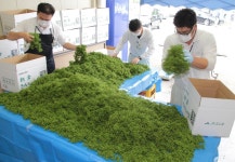 朝倉さんしょ出荷ピーク　ＪＡたじま営農センター - 産経ニュース 朝倉さんしょ出荷ピーク　ＪＡたじま営農センター