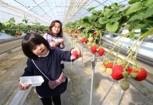 被災施設で被災者も舌鼓　福島・相馬　週末の観光イチゴ園 - 産経ニュース 被災施設で被災者も舌鼓　福島・相馬　週末の観光イチゴ園