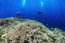 【美しきにっぽん】命つなぐ「リュウギュウ」　沖縄県宮古島・八重干瀬 - 読んで見フォト - 産経フォト 【美しきにっぽん】命つなぐ... 