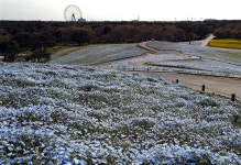 人知れず咲き誇るネモフィラ　ひたち海浜公園 - フォトジャーナル - 産経フォト 人知れず咲き誇るネモフィラ　ひたち海浜公園