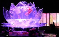 ゆらめく金魚が彩るアートアクアリウム城　京都・二条城 - フォトジャーナル - 産経フォト ゆらめく金魚が彩るアートアクアリウム城　京都... 