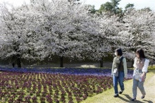 桜と５万株のパンジー競演　春本番、鳥取・花回廊 - 読んで見フォト - 産経フォト 桜と５万株のパンジー競演　春本番、鳥取・花回廊