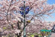 つかしんせせらぎ通りの伊丹川沿いの桜｜つかしん天然温泉「湯の華廊（Ｒ… 写真2/4｜SANSPO.COM（サンスポ） つかしん天然温泉「湯の華廊... 