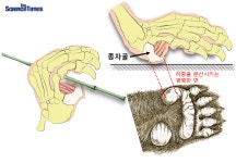 판다의 ‘여섯 번째 손가락’에 숨겨진 진화의 비밀