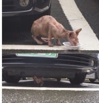 동물농장서 외계인 고양이로 불리는 스핑크스 고양이 등장…가격은? | 세계일보 동물농장서 외계인 고양이로 불리는 스핑크스 고양이 등장... 