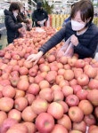 [포토] 농협유통 사과 골라담기, 담은 만큼 드려요! | 세계일보 [포토] 농협유통 사과 골라담기, 담은 만큼 드려요!