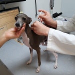 반려동물 진료비 부담 낮춘다…농식품부, 동물병원 비용 게시 의무화 | 세계일보 반려동물 진료비 부담 낮춘다…농식품부, 동물병원 비용 게시... 