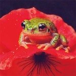 [박소란의시읽는마음] 꽃잎 세탁소 | 세계일보 [박소란의시읽는마음] 꽃잎 세탁소