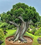 100년 넘은 분재 한자리… 걸작이 따로없네 | 세계일보 100년 넘은 분재 한자리… 걸작이 따로없네