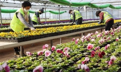 활짝 핀 봄초화 | 세계일보 활짝 핀 봄초화