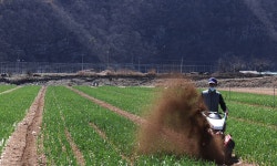 화마가 할퀴어도… 희망 키우는 농부 | 세계일보 화마가 할퀴어도… 희망 키우는 농부 