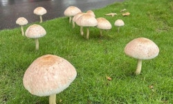 도로 위에 스머프집?…대만 폭우 뒤 대형 버섯 도심 곳곳 등장 | 세계일보 도로 위에 스머프집?…대만 폭우 뒤 대형 버섯 도심 곳곳 등장