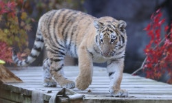아기호랑이 설호의 첫 인사 [한강로 사진관] | 세계일보 아기호랑이 설호의 첫 인사 [한강로 사진관]