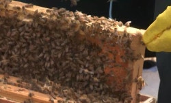 동두천 양봉장서 벌통 구경하던 60대 벌에 쏘여 숨져 | 세계일보 동두천 양봉장서 벌통 구경하던 60대 벌에 쏘여 숨져