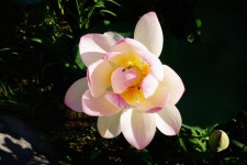 세종시콘텐츠허브 > 블로그기자단 > 시민리포트 > 민원·소통·참여