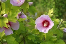 세종시콘텐츠허브 > 블로그기자단 > 시민리포트 > 민원·소통·참여