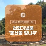 세종시콘텐츠허브 > 블로그기자단 > 시민리포트 > 민원·소통·참여