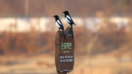 세종시콘텐츠허브 > 블로그기자단 > 시민리포트 > 민원·소통·참여