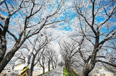 연인과 함께 걷고 싶은, ‘조천 벚꽃길’ > 관광명소 10선 > 관광지 > 여행정보