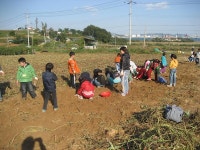 자치센터소식-영종도 고구마캐기 현장 체험학습 내용 | 인천광역시 서구 동주민센터>검암경서동>주민자치센터>자치센터소식