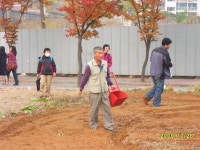 포토앨범-당하동 이마트 공한지 유채꽃 파종 내용 | 인천광역시 서구 동주민센터>검암경서동>우리동소식>포토앨범