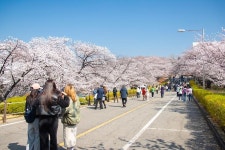 포토,현장속으로!-20250411 SK석유화학 벚꽃동산 산책로 개방 내용 | 인천광역시 서구 구청장>서구소식>포토,현장속으로!