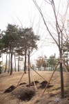 사진뉴스-20201027 포리공원 미세먼지 방풍림 조성 행사 내용 | 인천광역시 서구 홍보관>서구는 지금>사진뉴스