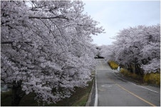 사진기록-SK에너지 벚꽃만개 내용 | 인천광역시 서구 홍보관>서구를 기록하다>사진기록