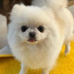 갤러리 - 서초동물사랑센터
