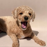 갤러리 - 서초동물사랑센터